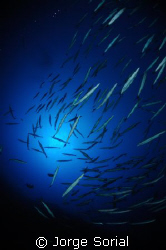 Photograph taken at a depth of 46 meters in a dive site w... by Jorge Sorial 